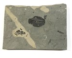 trilobite fossil 80 4x2.75x.75